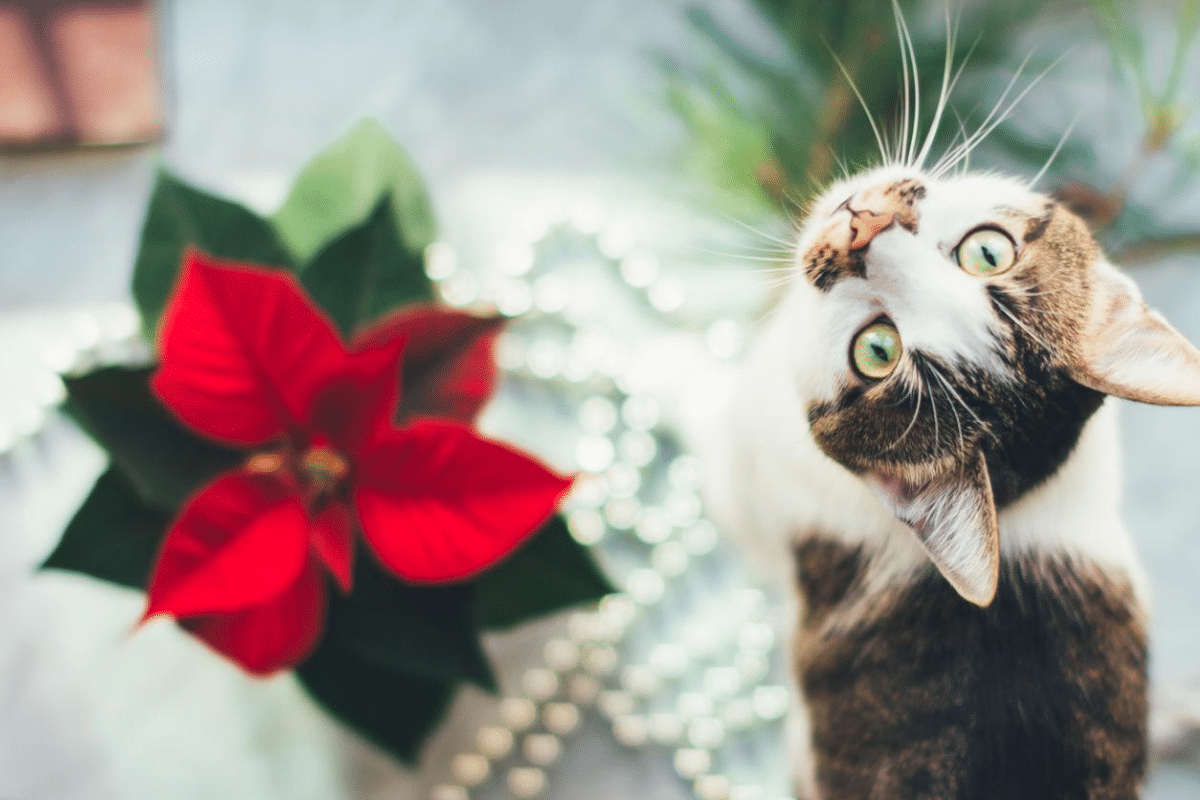 ¿Por qué se dice que la flor de Navidad es "tóxica" para los perros y gatos?