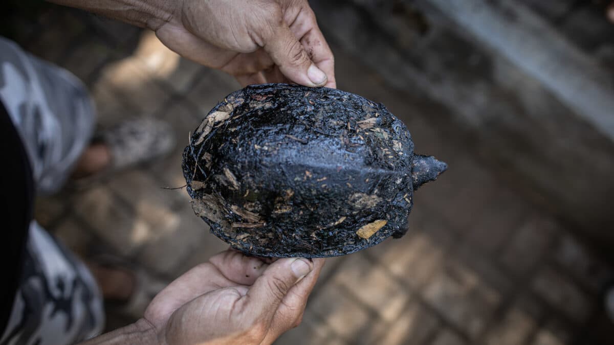 Atendieron a 22 animales bañados en petróleo durante 2023 en el lago de Maracaibo