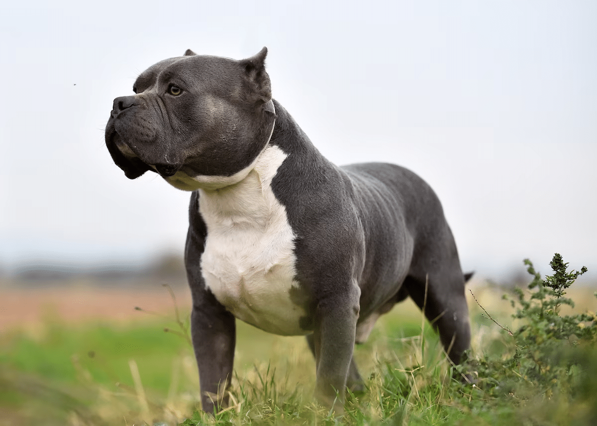 American Bully XL: ¿por qué será ilegal tener un perro de esta raza en el Reino Unido?