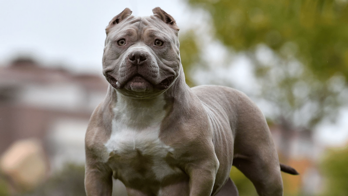 American Bully XL: ¿por qué será ilegal tener un perro de esta raza en el Reino Unido?
