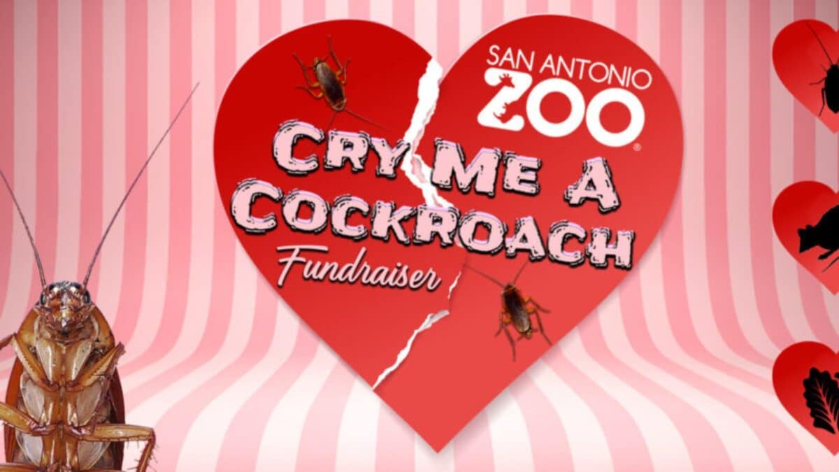 Zoológico en Texas permite ponerle el nombre de su ex a una cucaracha con motivo de San Valentín 