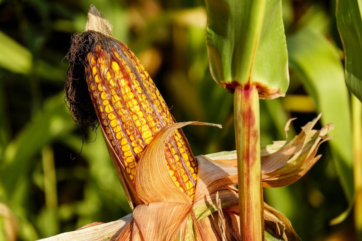 Fedeagro: Siembra de maíz amarillo en Venezuela se redujo 7 % en 2023 por el cambio climático 