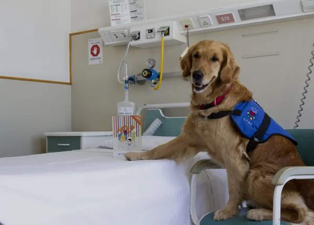 Terapia canina para calmar la ansiedad en niños hospitalizados: ¿de qué se trata?
