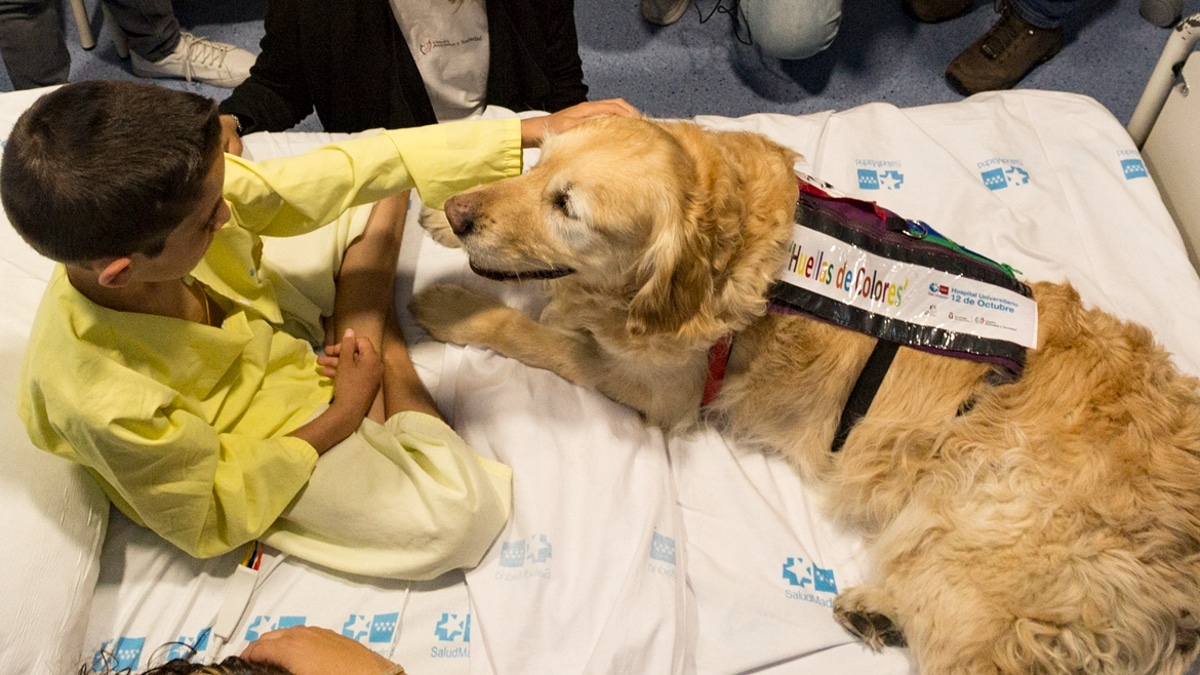 Terapia canina para calmar la ansiedad en niños hospitalizados: ¿de qué se trata?