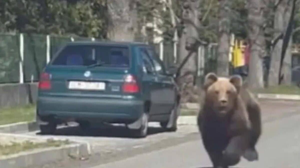 Sacrificaron a un oso que atacó a varias personas en Eslovaquia