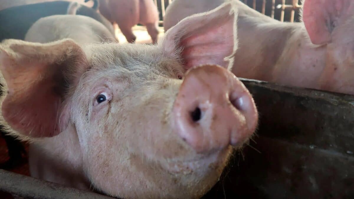 Trasplantaron un riñón de cerdo modificado genéticamente a un hombre en EE UU
