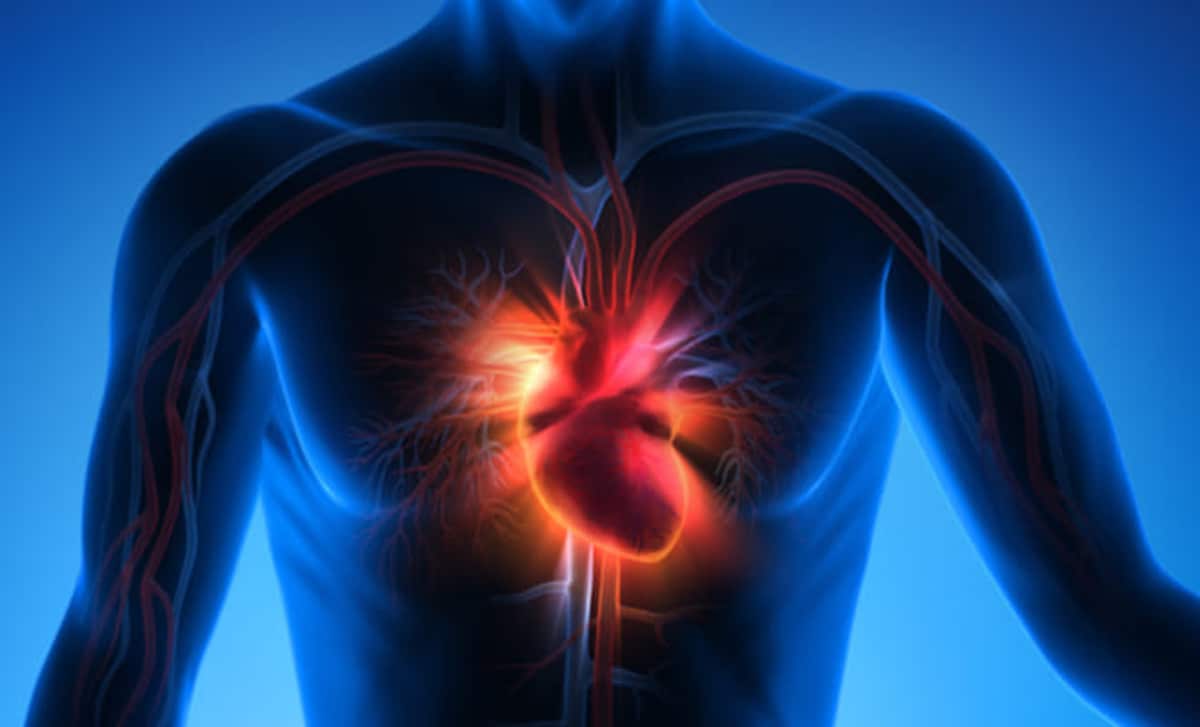 Reconocieron a la aorta como un órgano independiente en el cuerpo humano