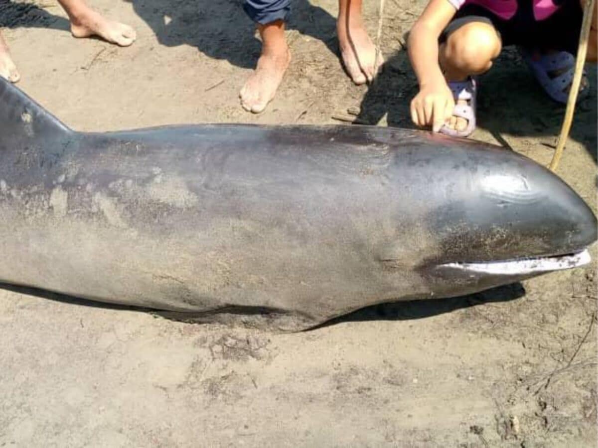 Rescataron a más de 200 delfines que quedaron varados en una playa de Falcón