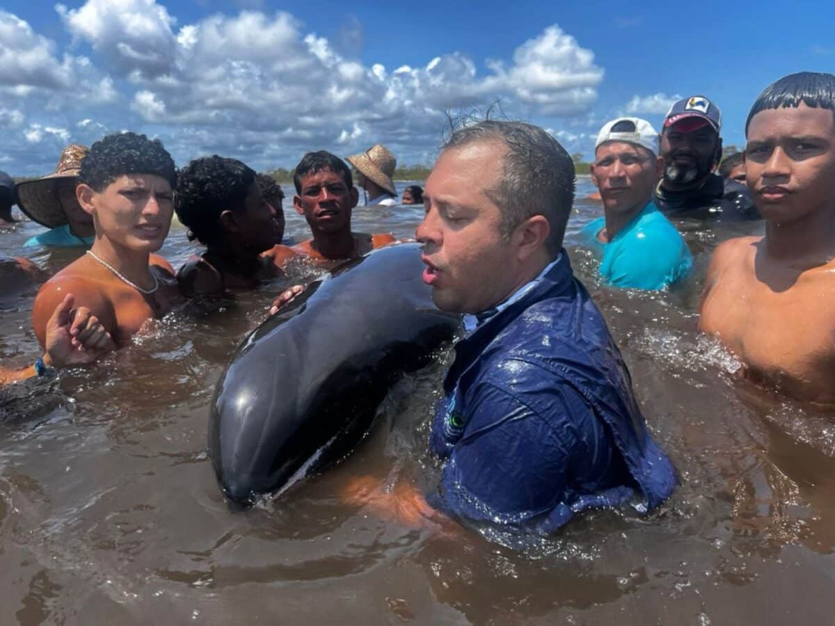 Rescataron a más de 200 delfines que quedaron varados en una playa de Falcón
