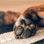 Las opciones para la cremación de mascotas en Caracas 