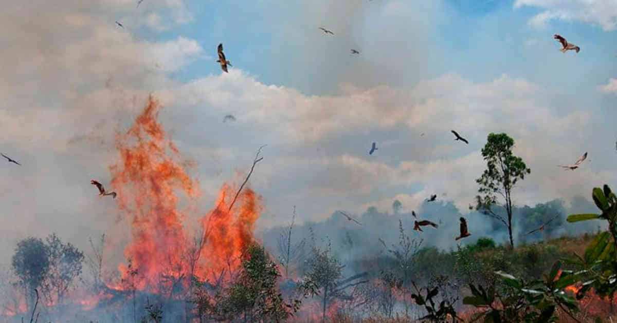 Inparques alertó sobre migración de fauna por incendios forestales