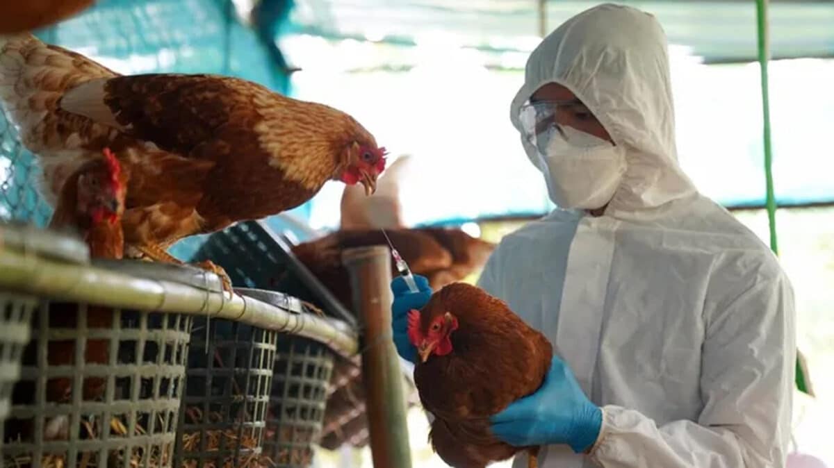 La OMS insta a estar atentos de la transmisión de la gripe aviar H5N1 a humanos