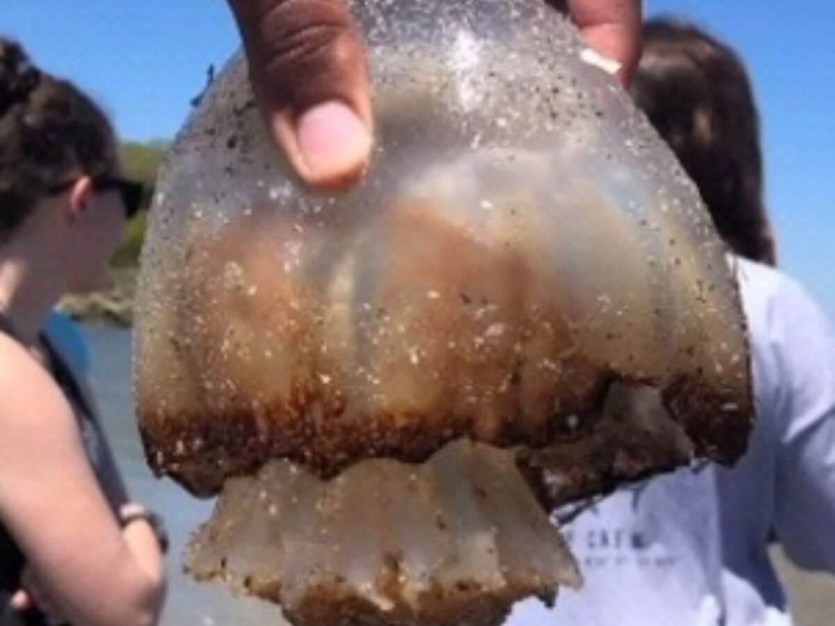 ¿Cuáles son los factores que influyen en la aparición de las medusas bola de cañón en Venezuela?