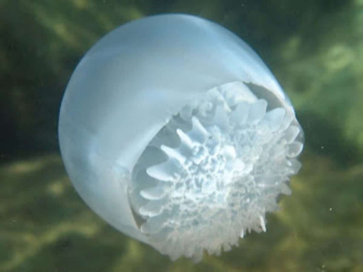 ¿Cuáles son los factores que influyen en la aparición de las medusas bola de cañón en Venezuela?