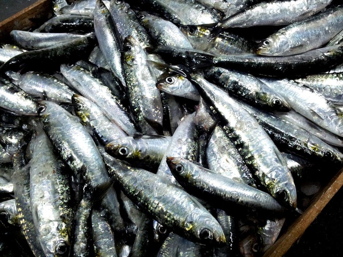 Estudio reveló que comer más sardinas y menos carnes rojas podría evitar hasta 750.000 muertes en 2050 