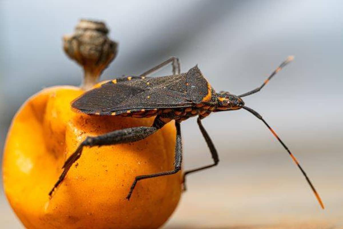 La enfermedad de Chagas es causante de muerte súbita en el 50 % de los casos