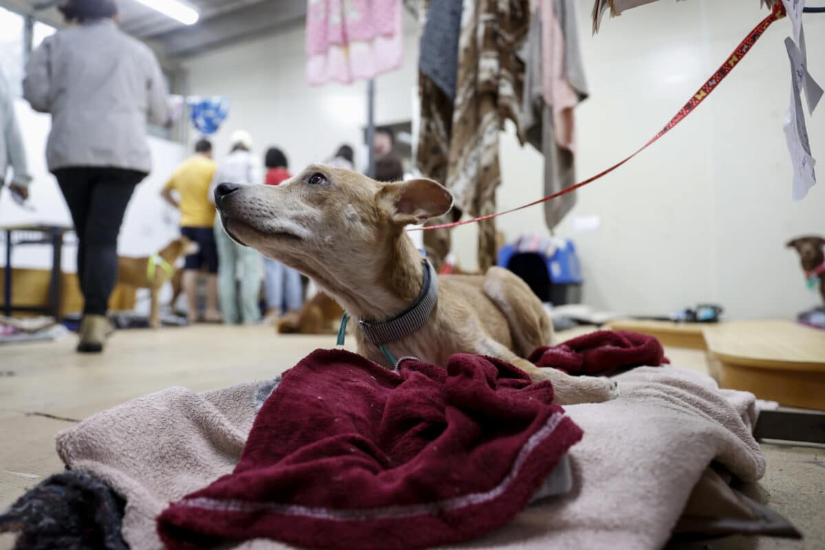 Las mascotas rescatadas de las inundaciones en Brasil aguardan por un nuevo hogar