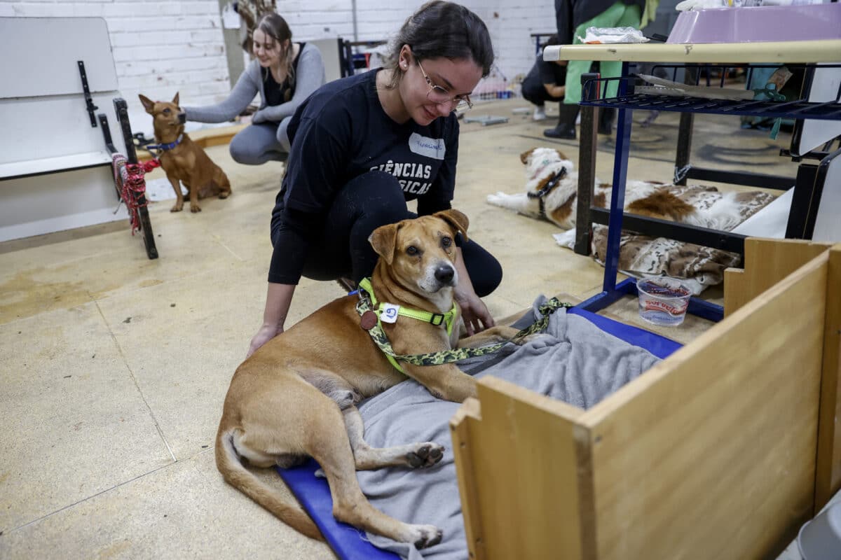 Las mascotas rescatadas de las inundaciones en Brasil aguardan por un nuevo hogar