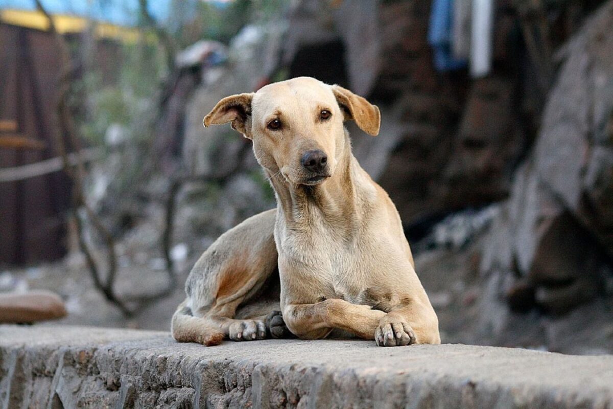 Detuvieron a un hombre que mató un perro en el estado Zulia