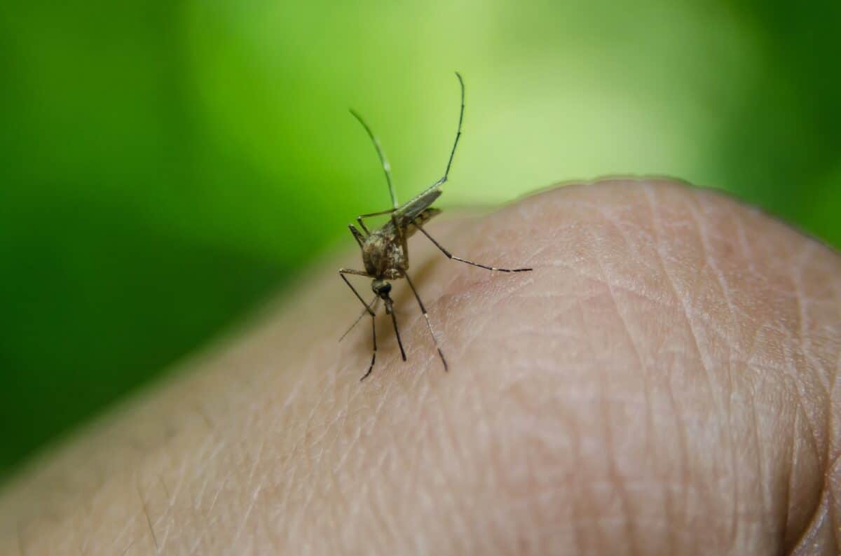 La OMS aprobó una nueva vacuna contra el dengue: los detalles