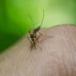 La OMS aprobó una nueva vacuna contra el dengue: los detalles