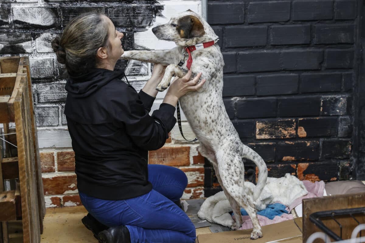 Las mascotas rescatadas de las inundaciones en Brasil aguardan por un nuevo hogar