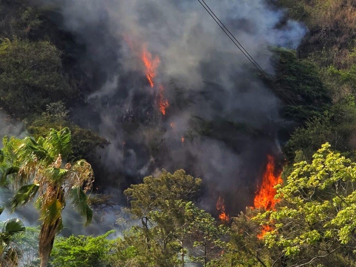 En imágenes: autoridades atendieron incendio en el parque nacional Waraira Repano