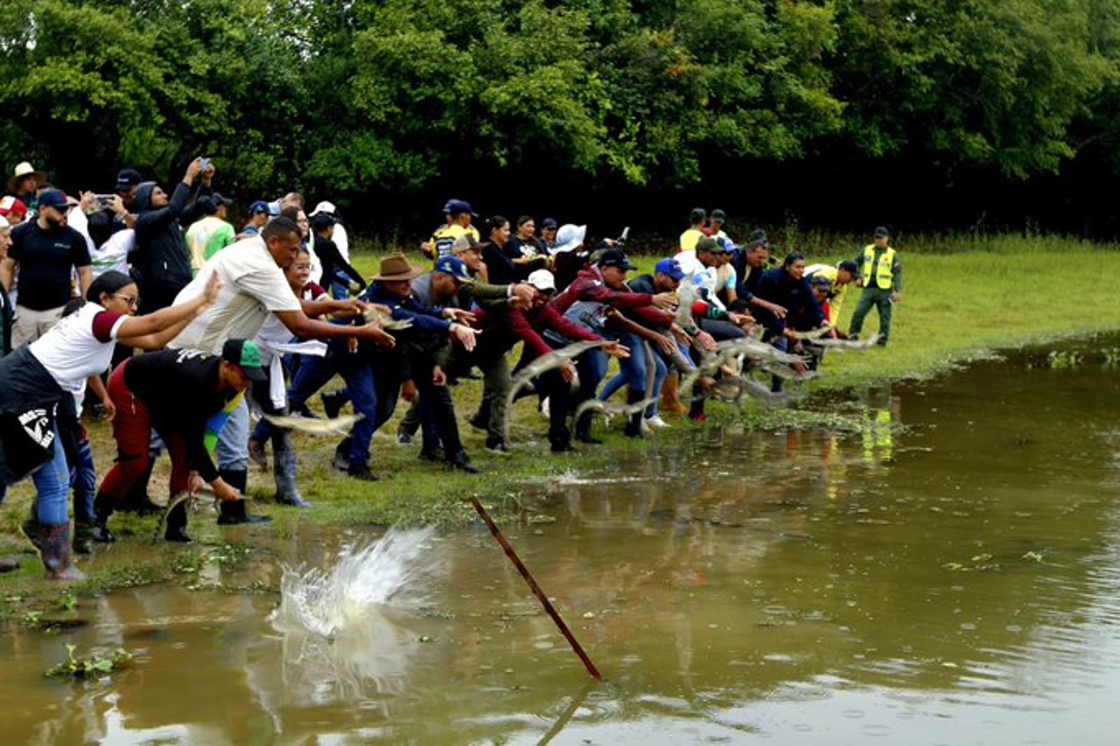 Conservation plan in Venezuela: 136 alligators and 21 thousand child turtles have been launched into the Orinoco River