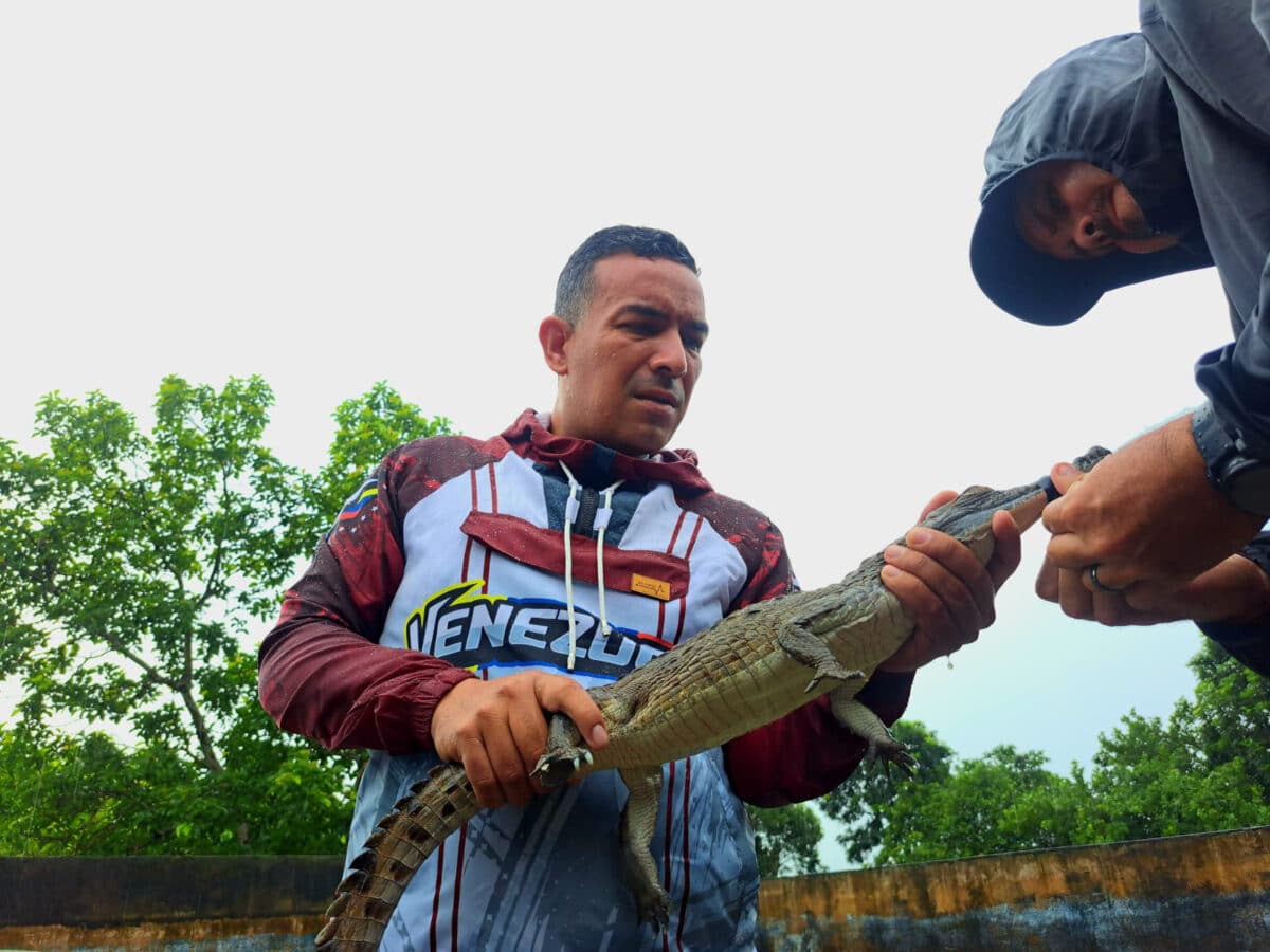 Plan de conservación en Venezuela: liberaron 136 caimanes y 21 mil crías de tortuga en el río Orinoco