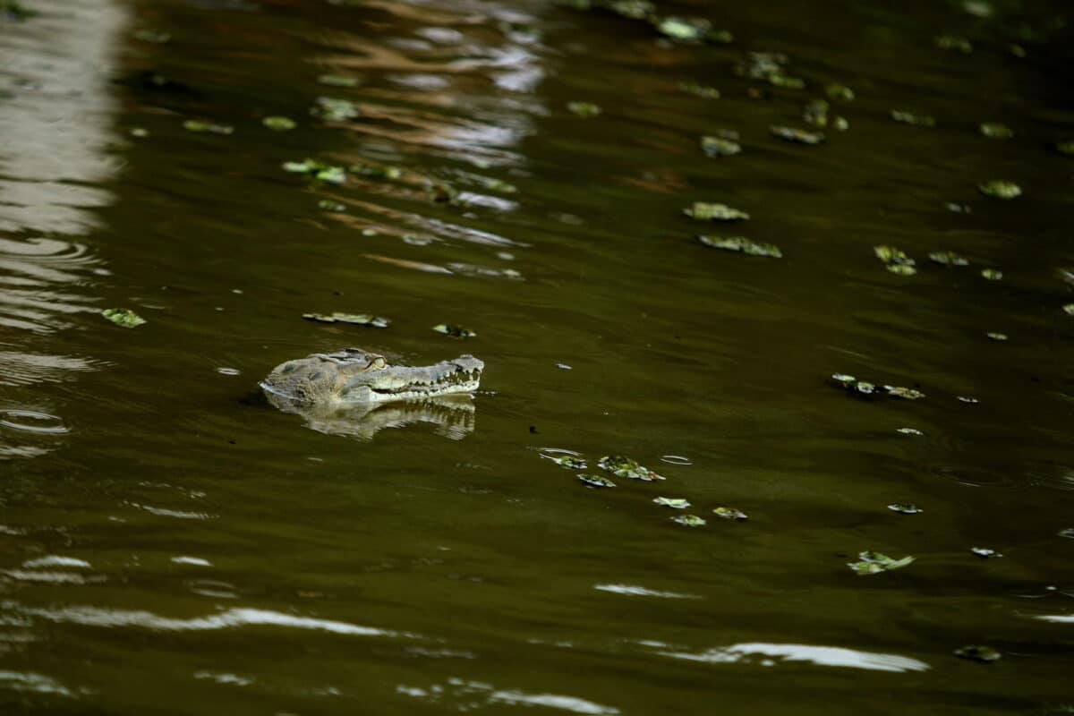 Conservation plan in Venezuela: 136 alligators and 21 thousand baby turtles were released into the Orinoco River
