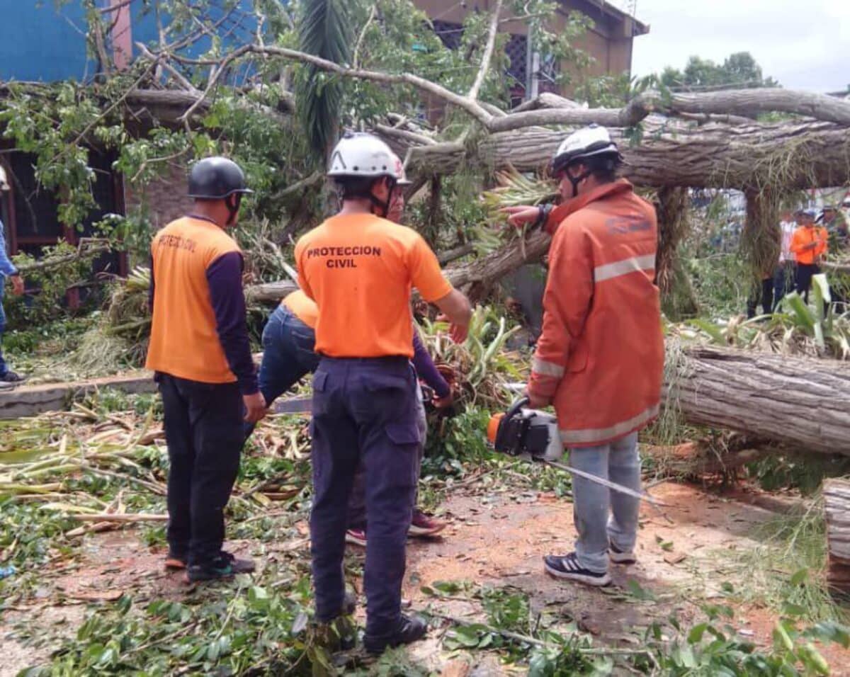 Two dead and at least four injured caused by the fall of a tree in Delta Amacuro: what is known