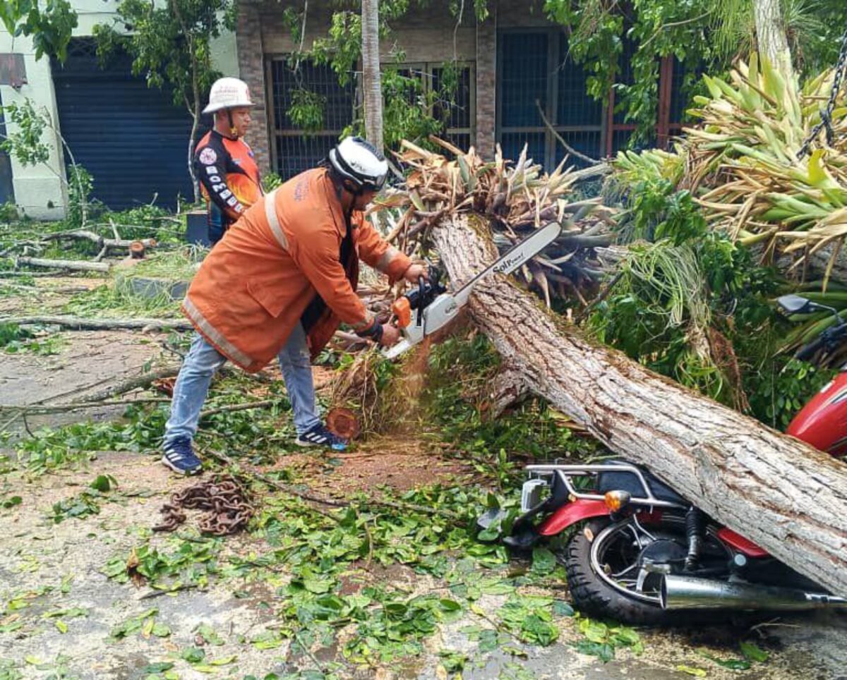 Two dead and at least four injured caused by the fall of a tree in Delta Amacuro: what is known