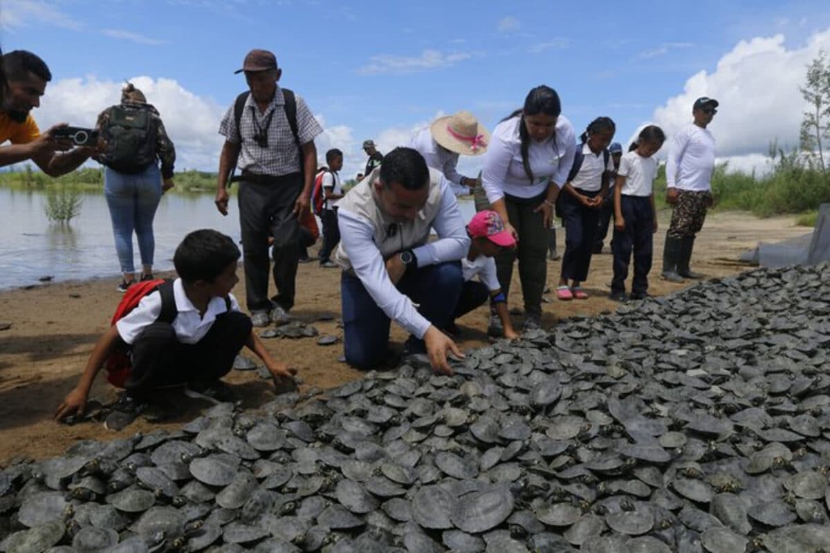 Conservation plan in Venezuela: 136 alligators and 21 thousand baby turtles were released into the Orinoco River