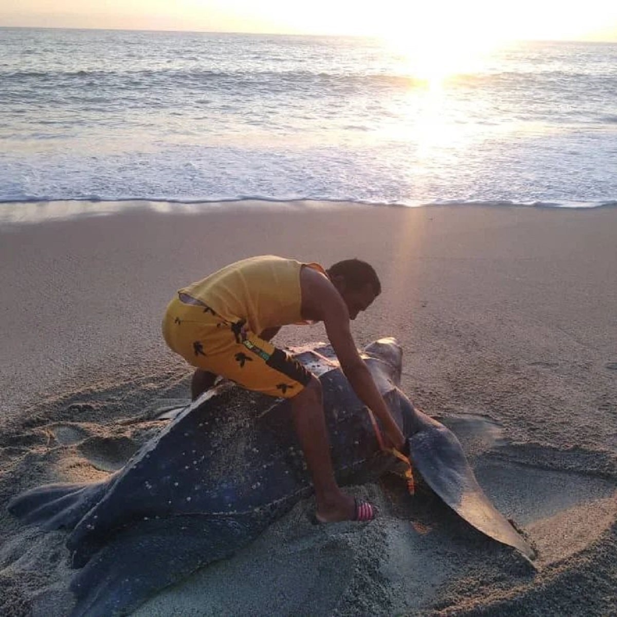 La importancia de crear conciencia sobre la conservación de las tortugas marinas en Venezuela