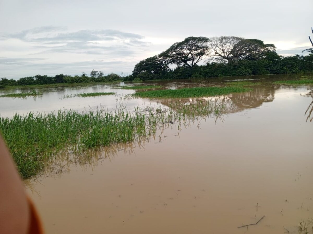 20 homes were affected by the flooding of the Santo Domingo River in Barinas