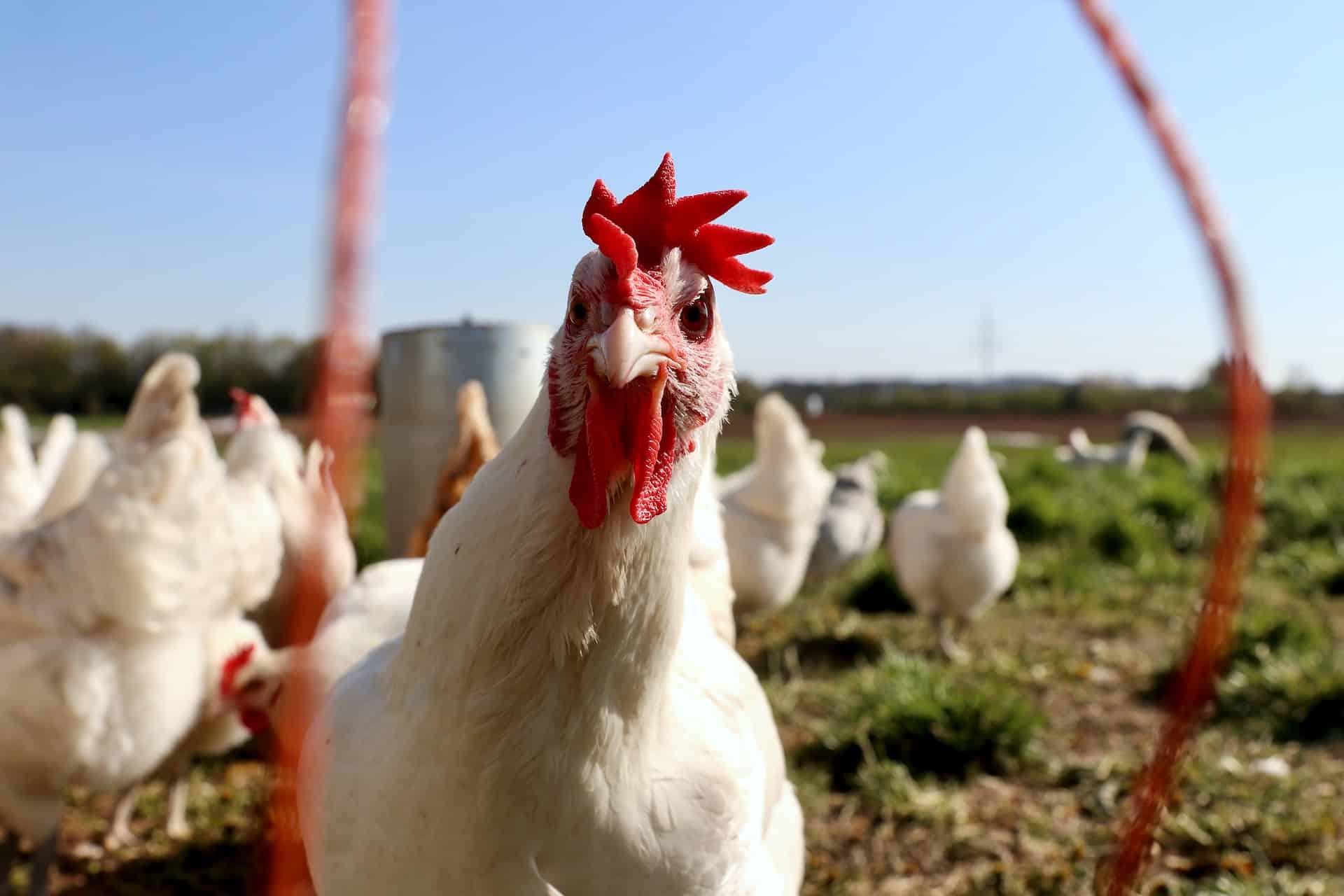 The WHO reported that the dying of the contaminated affected person in Mexico “isn’t attributable” to avian flu