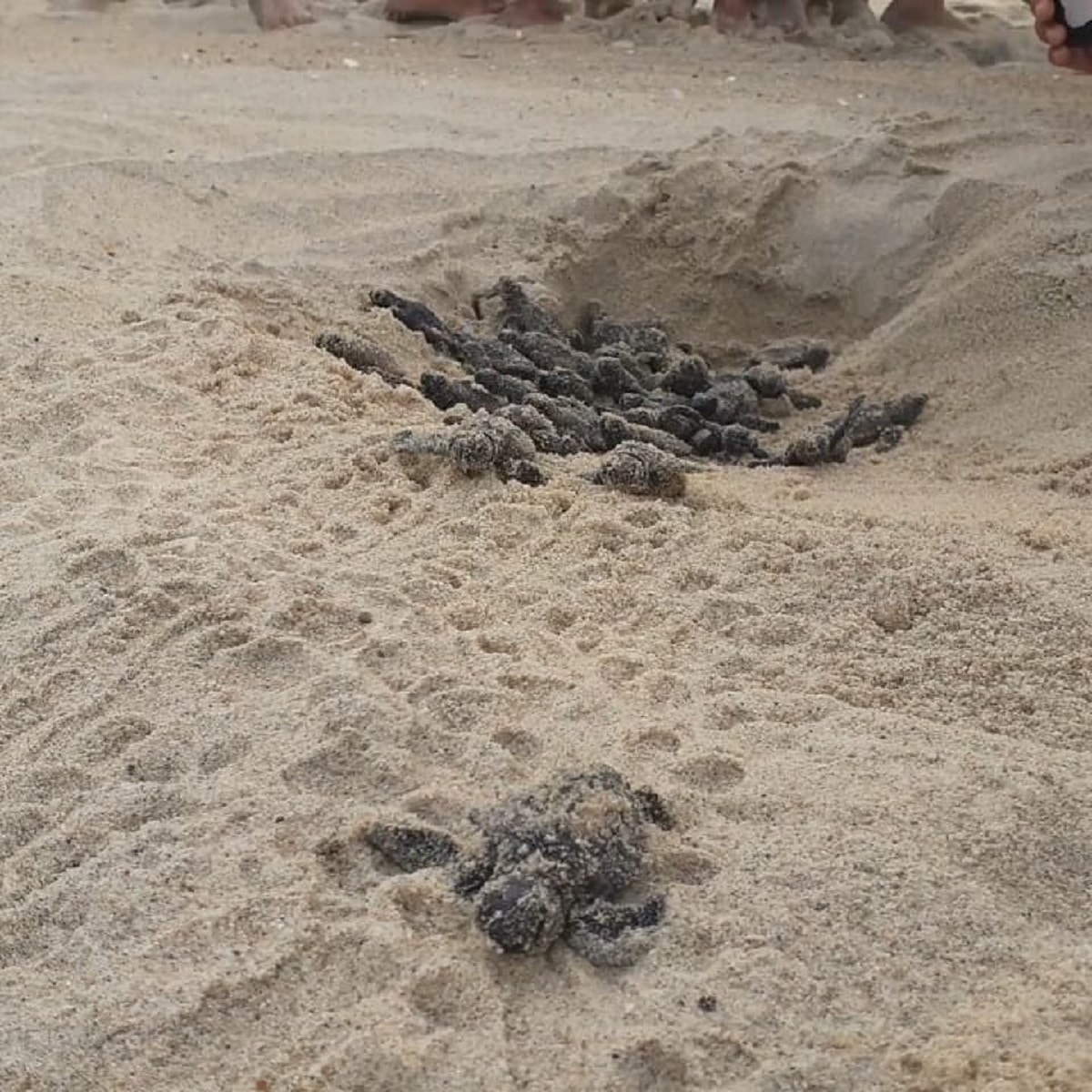 The importance of raising awareness regarding the conservation of sea turtles in Venezuela