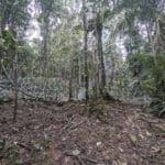 Encontraron 10 cuerpos de migrantes que murieron ahogados en Panamá