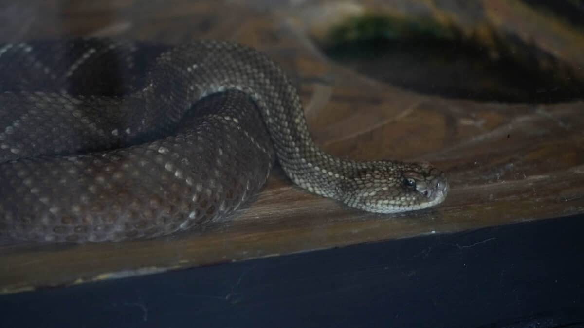 snake species on display