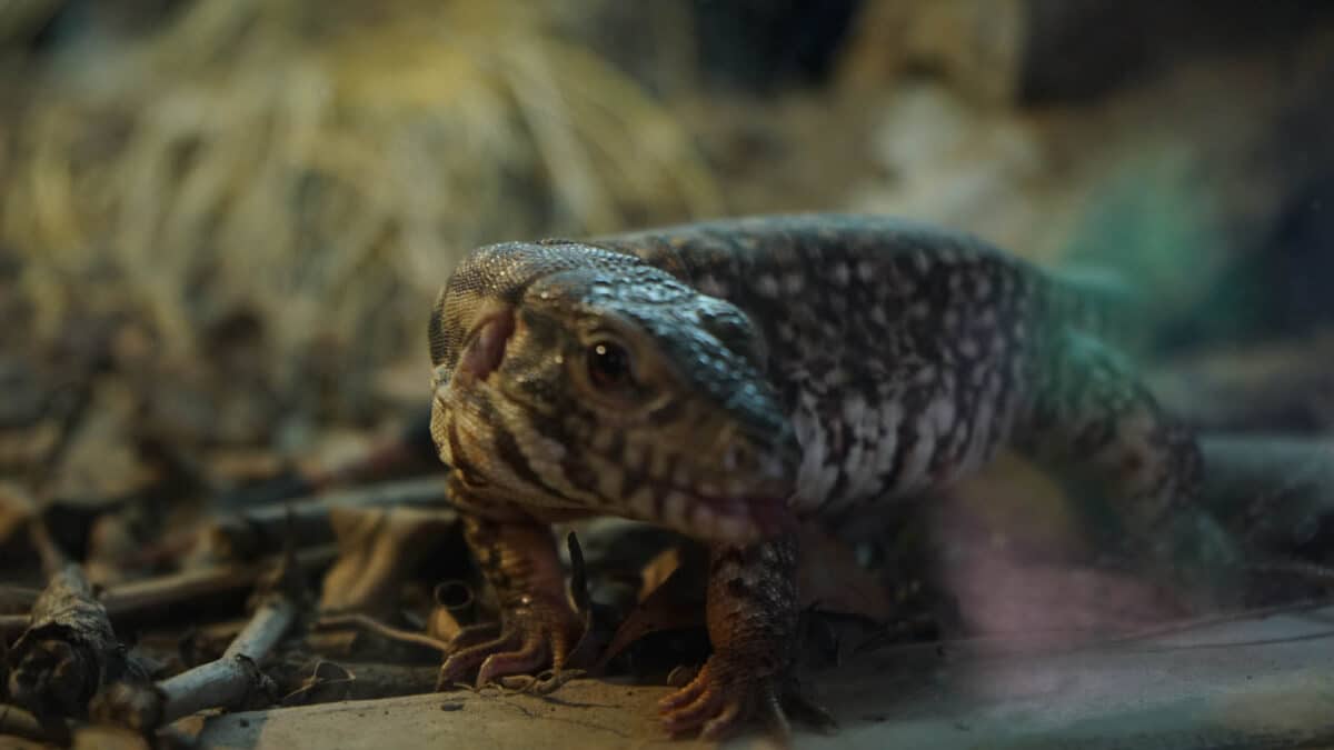 Terrariums in Caracas: what species of snakes can be seen on display?