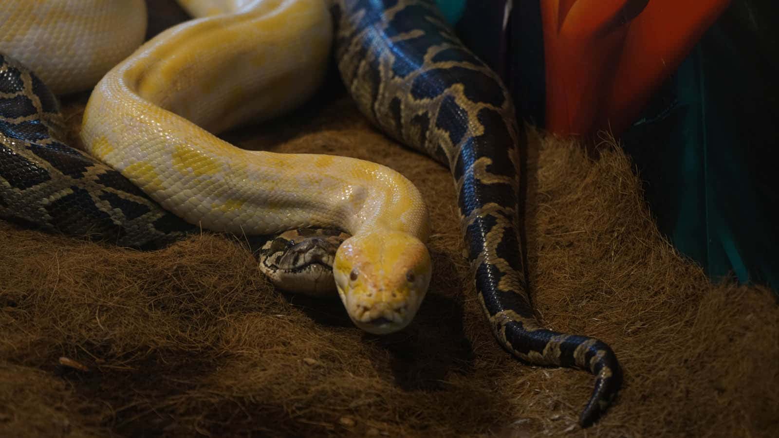 Venomous Snakes: A Worldwide Reckoning with Their Lethal Bites