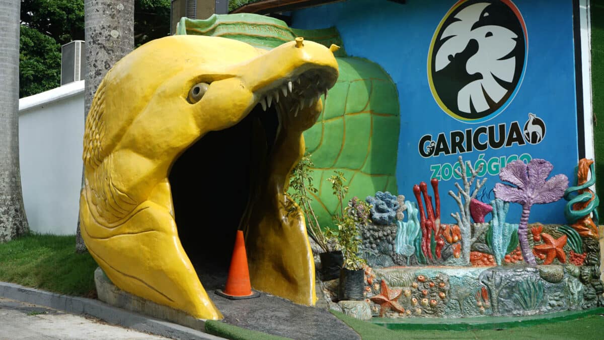 Terrariums in Caracas: what species of snakes can be seen on display?