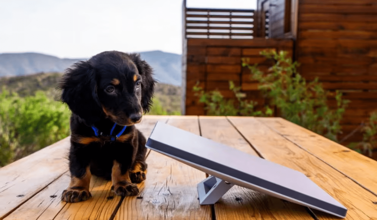 ¿Cuánto vale el kit de Starlink Mini de Elon Musk con Internet satelital y dónde está disponible?