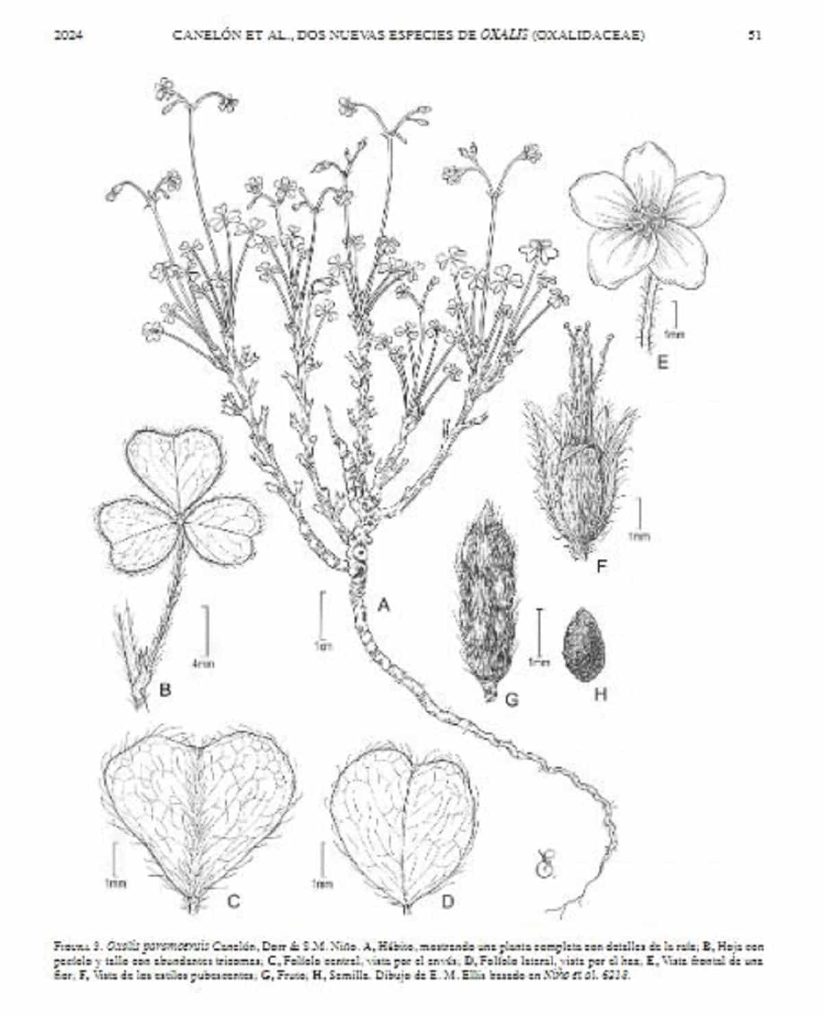 Descubrieron dos nuevas especies de tréboles de Oxalidaceae en los páramos venezolanos 