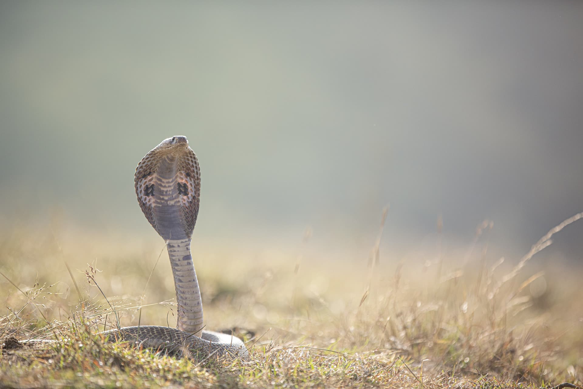 Un anticoagulante de uso común podría servir como antídoto contra el veneno de la cobra