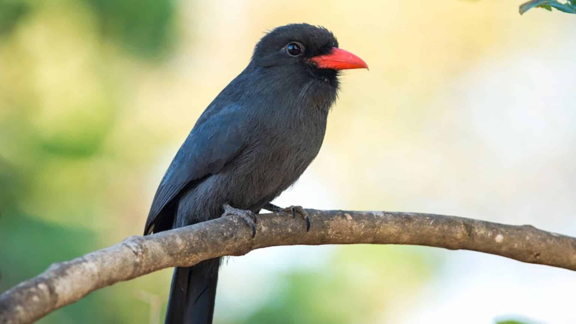 They discovered a new species of bird in Mérida: the details