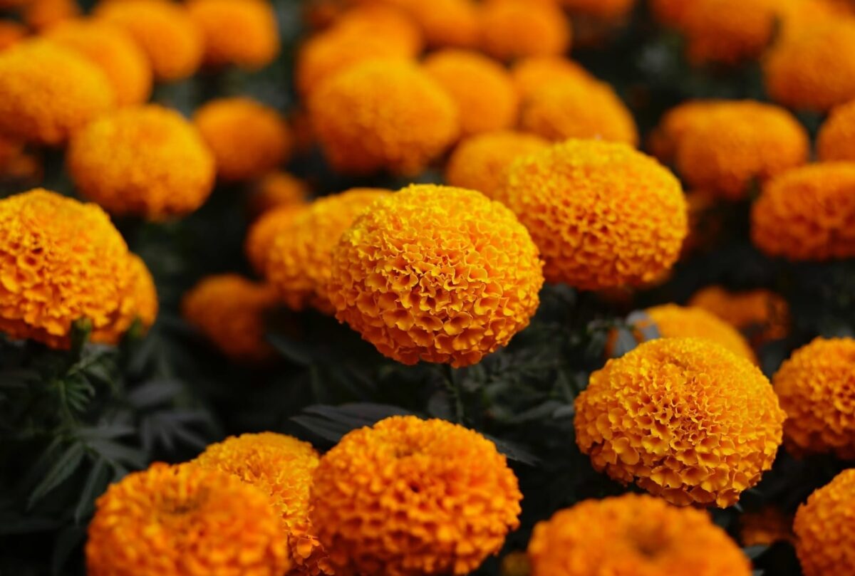 What does the marigold flower represent on the Day of the Dead in Mexico?