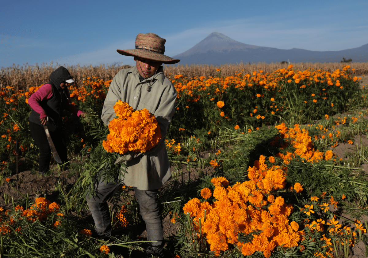 What does the marigold flower represent on the Day of the Dead in Mexico?