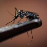 Brasil está cerca de registrar una vacuna contra el dengue: los detalles
