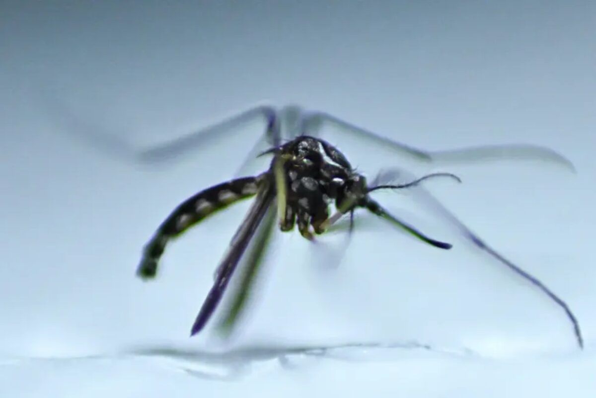 Brasil está cerca de registrar una vacuna contra el dengue: los detalles